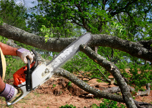 The Steps Involved in Our Tree Care Process in Milford, MI